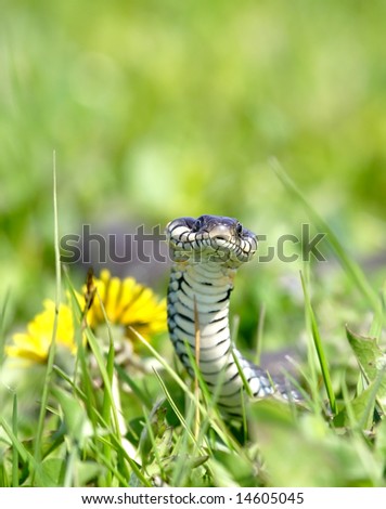 Snake over the green background. Russian nature.
