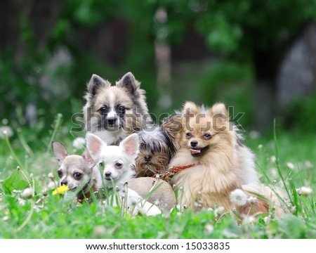 Group of dogs. Russian nature, wilderness world.