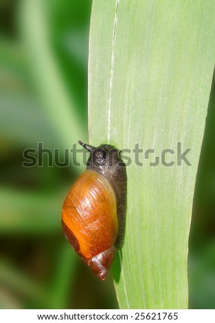 Snail on the grass. Russian nature, wilderness world.