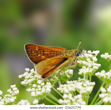 Butterfly on the white flower. Russian nature, wilderness world.