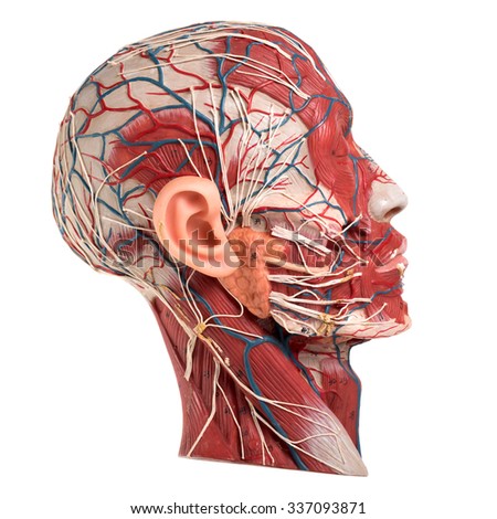 Model Of Human Face Anatomy Stock Photo 337093871 : Shutterstock
