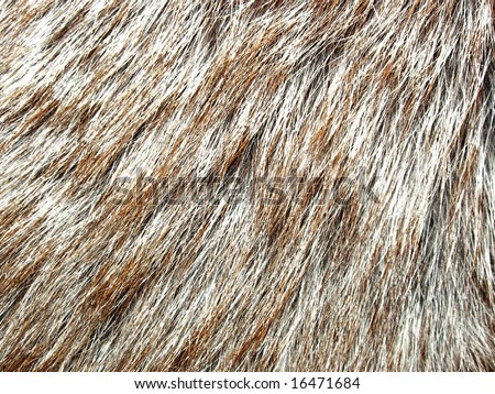 The structure and texture pile of black fur foxes
