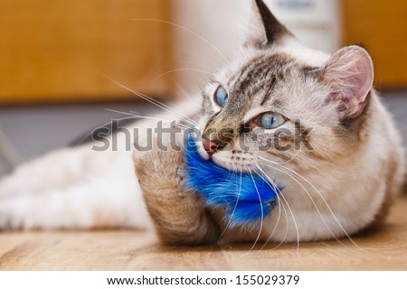 Young birman kitten playing with a fluffy toy
