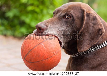 German Short-haired Pointer holding a raptured basketball in his mouth