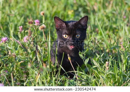 Fourteen weeks old black kitten playing in grass in a hot late afternoon sun.
