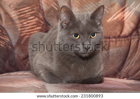 Short haired British blue cat relaxing on a sofa