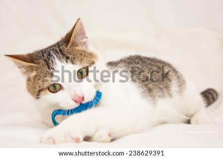 Kitten with a blue toy mouse in the mouth laying on the bed and cleaning himself