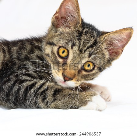 Eight weeks old tiger (tabby) pattern kitten with white paws laying on a bed posing