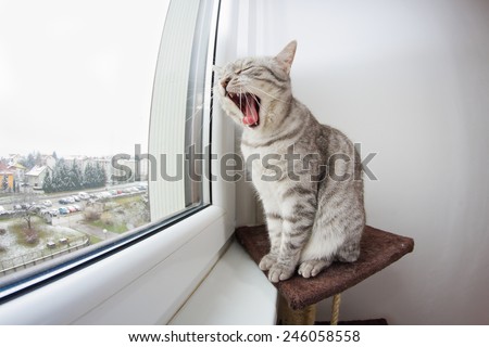 Bored silver tabby (tiger pattern) cat yawning when looking through window
