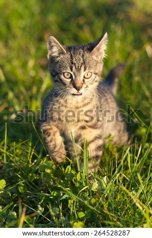 Ten weeks old tiger (tabby) kitten playing in grass in the late afternoon sun