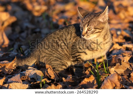 Ten weeks old tiger (tabby) kitten playing fallen autumn tree leaves in the late afternoon sun