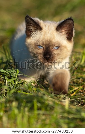 Eight weeks old Siamese kitten stalking a prey in a late afternoon sun.