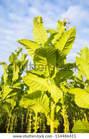 Green tobacco plants with large leaves and pink flowers, the sky in the background plants.