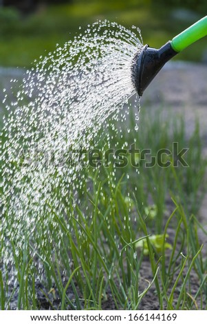 Jets of water from a watering can, watering the vegetable garden