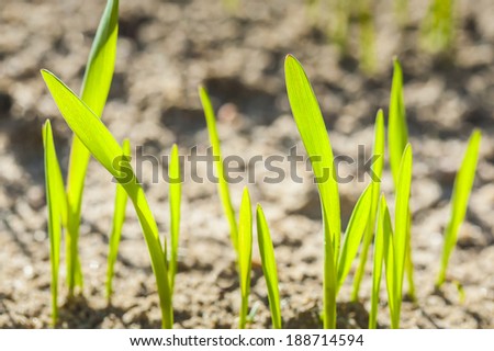 Germinating grain, young plants in the background of plowed soil.