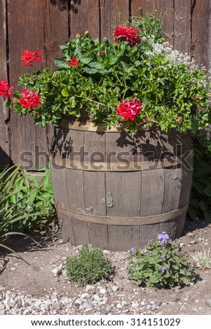 Old wooden barrel, beautiful colorful flowers in a bucket standing on the barrel.