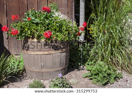Old wooden barrel, beautiful colorful flowers in a bucket standing on the barrel.