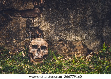 still life with skull on grunge wall background