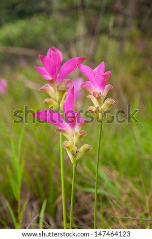 Pink siam tulip flower in meadow.