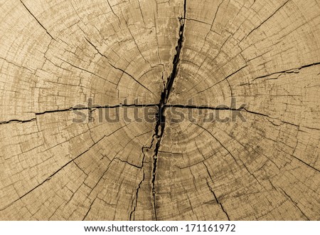tree stumps and felled forest deforestation