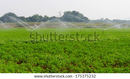 morning view of a hand line sprinkler system in a farm field.