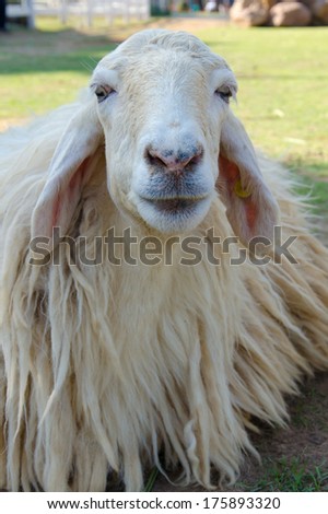 Closeup of long wool sheep on the farm.