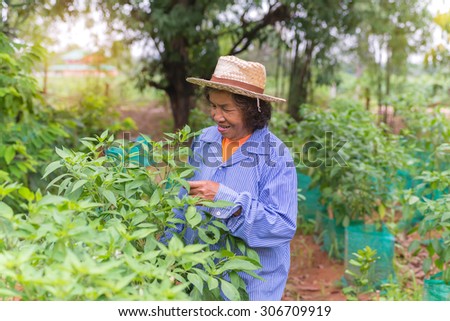 Senior farmer woman with picking chili from vegetable garden.