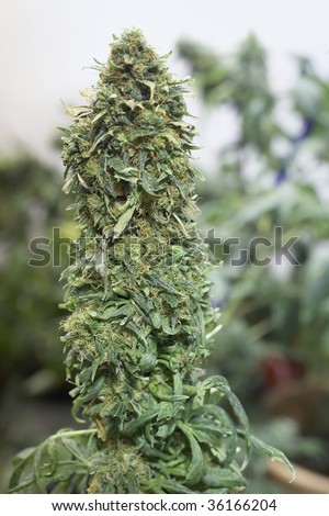Closeup of female marijuana cannabis bud in indoor garden