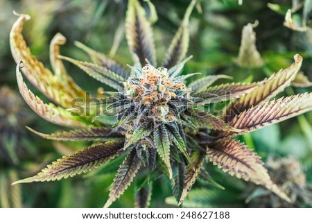 Marijuana plant budding with orange hairs and crystals
