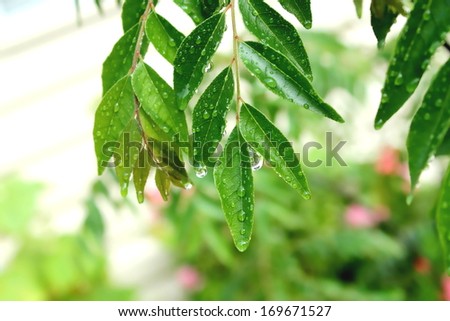 curry leaf with water drops