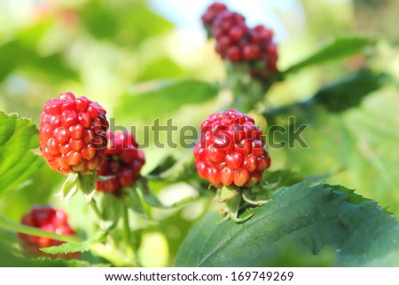 wild philippine red raspberry  on plant