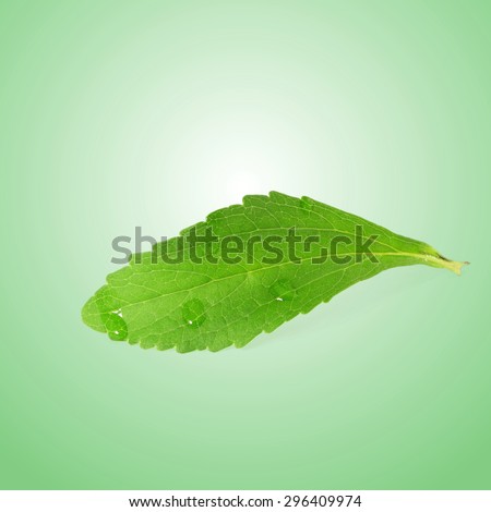 stevia sugar substitute herbs leaves in green background