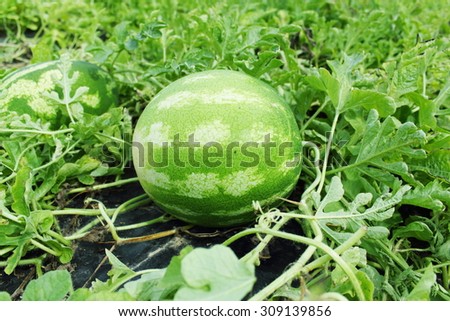watermelon fruit in field