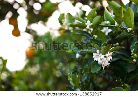 Tight shot of orange blossoms and buds selectively focused with oranges in background.