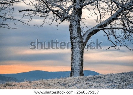 Similar – Image, Stock Photo Grass against sunset sky at seaside