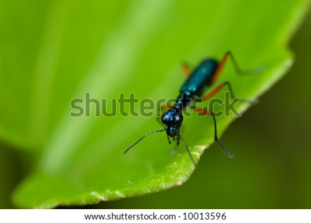 Macro/close-up shot of a shiny blue tiger beetle on green leaf