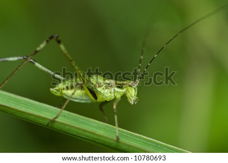 Macro/close-up shot of a katydid/bush cricket on a blade of grass