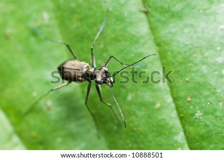 Macro/close-up shot of a tiger beetle on a green leaf