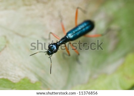 Macro/close-up shot of a shiny, blue tiger beetle on a green leaf