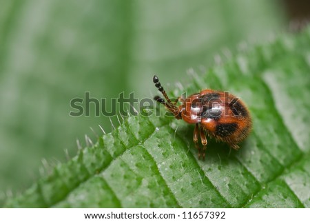 Macro/close-up shot of a spotted red beetle on a green leaf