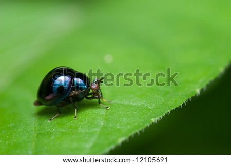 Macro/close-up shot of a shiny blue beetle fly