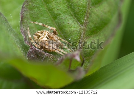 Macro/close-up shot of a spider curled up in a leaf