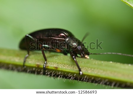 Macro/close-up shot of a shiny beetle