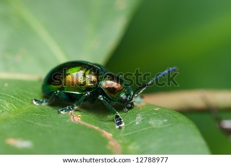 Macro/close-up shot of a shiny green beetle