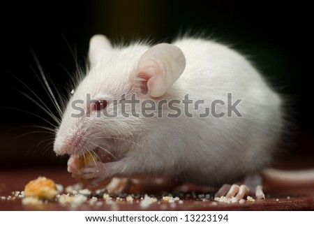 Macro/close-up shot of a white mouse eating cookie crumbs