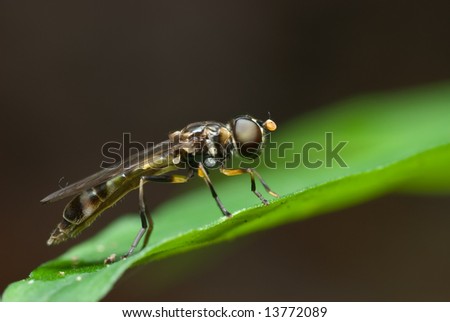 Macro/close-up shot of a hover fly