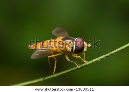 Macro/close-up shot of a hover-fly