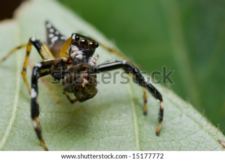 Jumping spider with prey - a small jumping spider