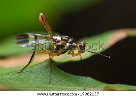 A picture wing tephritid fly