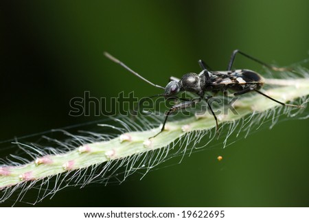 A black plant bug